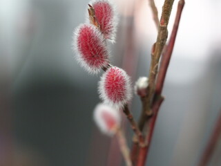 red fluffy buds of a willow plant © Elroi