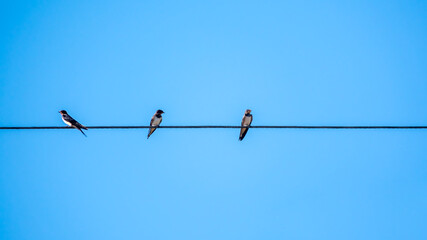 Group of swallows sitting on the electric wires