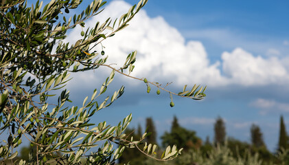 Olive trees against a blue sky. Tuscany, Italy