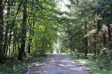 Fortsweg Waldweg Wald Wandern Laubwald Mischwald Buchenwald