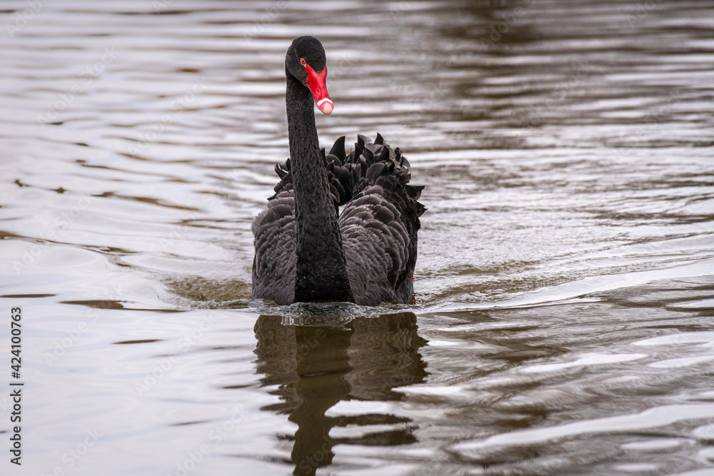 Poster a close up of a black swan as it swims towards the camera. there are no people and is surrounded by 