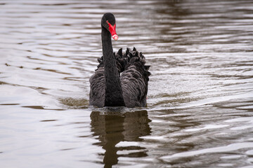 A close up of a black swan as it swims towards the camera. There are no people and is surrounded by water and copy space