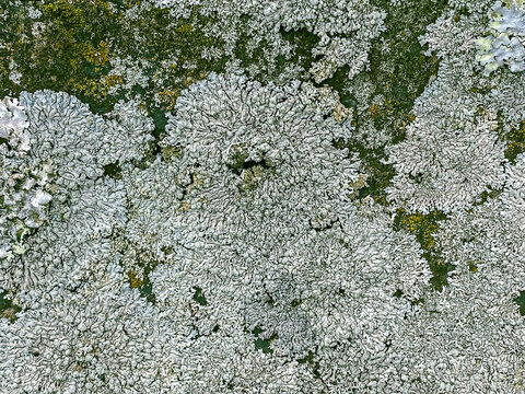 gray lichen close-up on an old stone. natural background