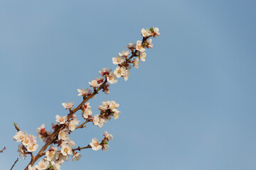 Spring flowering of apricot tree. Spring, bloom. Spring.