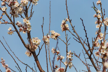 Spring flowering of apricot tree. Spring, bloom. Spring.
