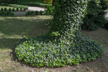 Tilted trunk of tree is completely overgrown with lianas with juicy almond-shaped leaves forming large oval on  ground like foot of huge animal. In background, you can see paths and greenery of park.
