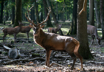 cerf
