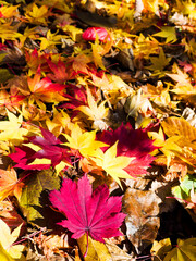 Autumn Leaf  in Hokkaido, Japan.