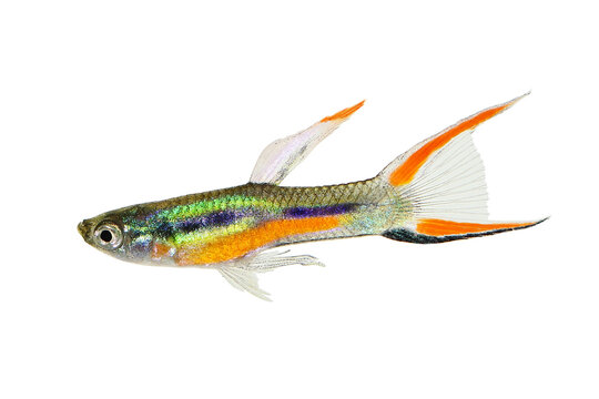 Endler Guppy Poecilia wingei tiny colorful tropical aquarium fish	
