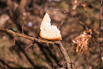A piece of bread for the birds in the tree. Bread for birds. Tree branches. Blurred background.