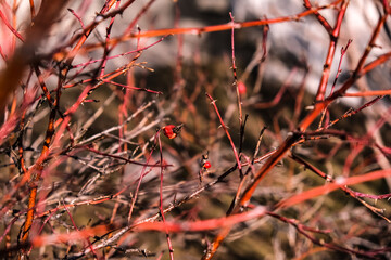 Spring. Buds on trees. Palm Sunday. Sunny spring weather. Blurred background.