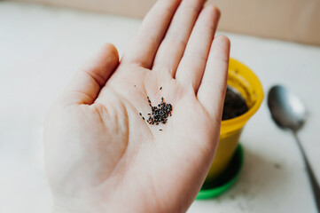 microgreen seeds in hand, pot with earth at background. cozy little home farm. healthy food grown at home. selective focus
