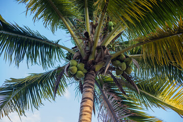 palmera coco 