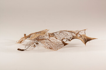 Golden dry leaf on white background.