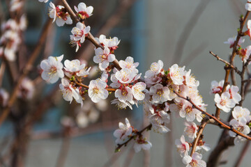 Spring flowering of apricot tree. Spring, bloom. Spring.