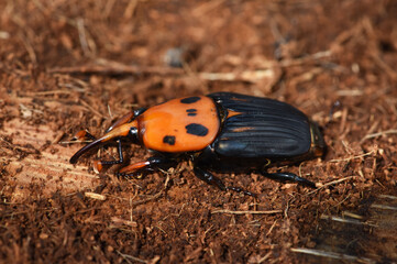 Red palm weevil on coconut fiber in the garden . it is pest of coconut and palm tree .