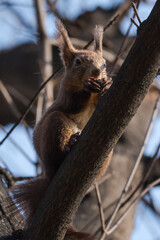 A Brown Squirrel Enjoying Its Food on a Branch in Early Morning