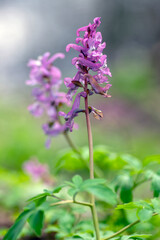 Corydalis cava bulbous hollowroot flowers in bloom, colorful purple violet white flowering springtime plants