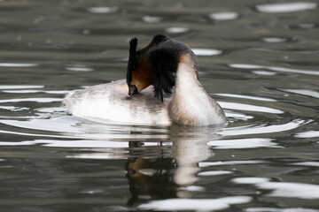 Gr&egrave;be hupp&eacute;e