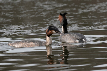 Gr&egrave;be hupp&eacute;