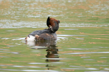 Gr&egrave;be hupp&eacute;