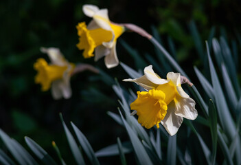 Close view of Narcissus pseudonarcissus blossoms in spring