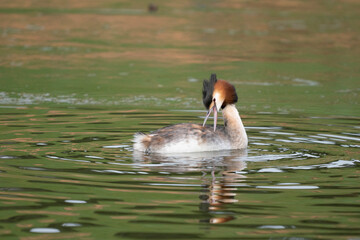 Gr&egrave;be hupp&eacute;