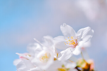 Obraz premium 桜の花