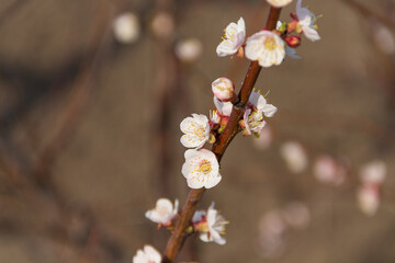 Spring flowering of apricot tree. Spring, bloom. Spring.