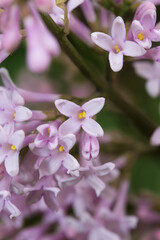Fototapeta na wymiar close up of lilac flowers