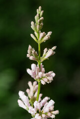 flowering lilac tree in spring