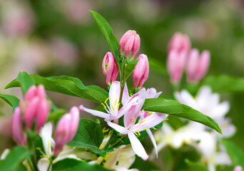 Obraz premium close up of pink flowers