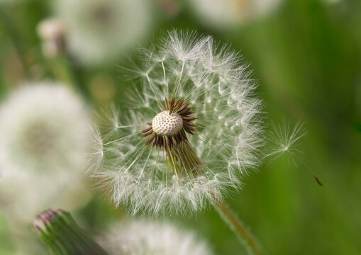 dandelion seed head