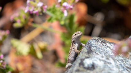 Obraz premium Western Fence Lizard California Blue Belly