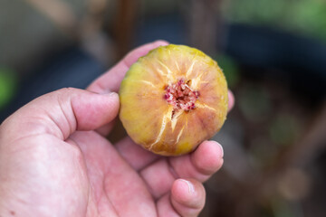 Fresh Australian figs from figs garden