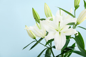 Beautiful lily flowers on color background, closeup