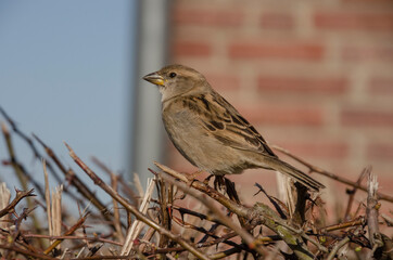 Spatz auf einer Hecke