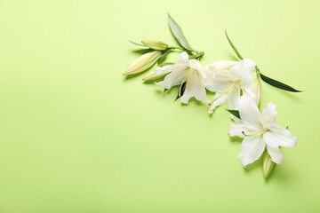 Fototapeta premium Beautiful lily flowers on color background