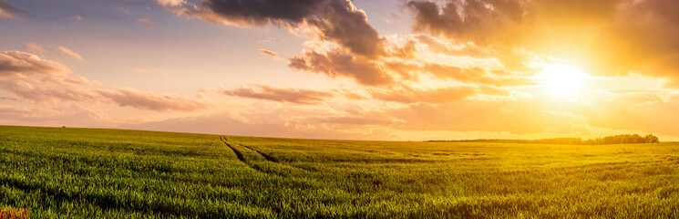 Sunset or sunrise on a rye field with golden ears and a cloudy sky.