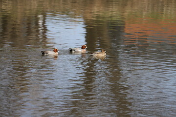 冬の川で泳ぐヒドリガモのオスとメス