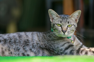 Close-up pet cat sleeping comfortably on green artificial grass.