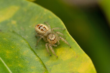 Dorsal of jumping spider female dorsal view, Thyene imperialis, Satara, Maharashtra, India