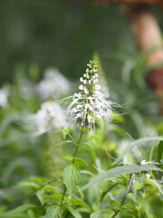 Cleome hassleriana, spider flower, spider plant, flowering plant in genus Cleome of the family Cleomaceae, Capparaceae white color flowers in garden background