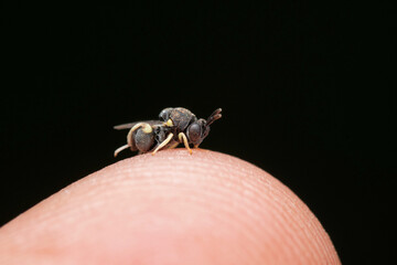 Neotrophical parasitoid wasp on finger, Brachymeria mochica, Satara, Maharashtra, India