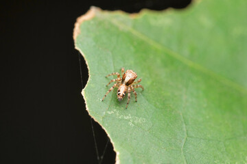 Jumping spider dorsal, Yaginumaella lushuiensis, Satara, Maharashtra. India