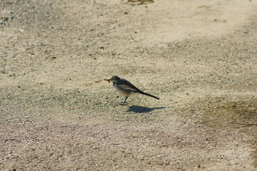 Obraz premium 虫と野鳥