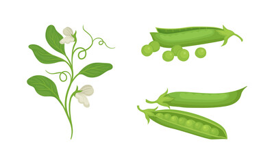Pods of Green Peas with Edible Seeds Used as Vegetable Vector Set