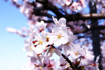 Fototapeta na wymiar 桜と空