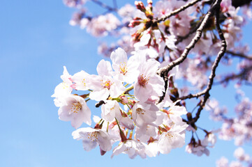 Obraz premium 桜と空