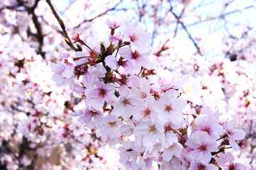 桜と空